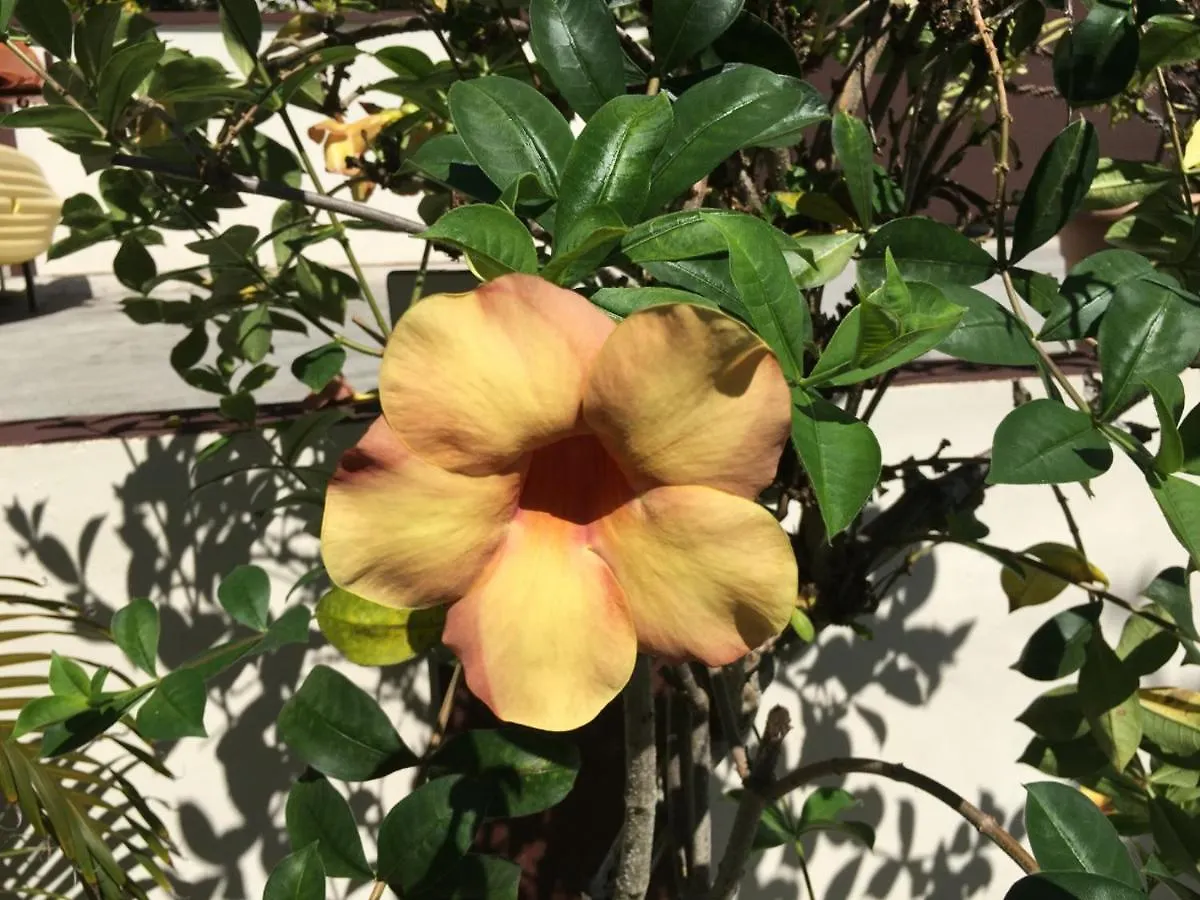 Apartment La Vida Selfcatering Apartements Au Cap Seychellen